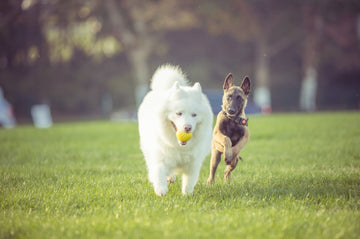 Pamper Your Furry Friends: The Ultimate Guide to Pet Accessories